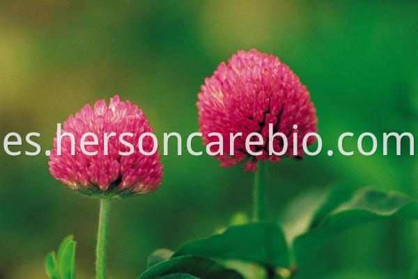 Red Clover Supplement